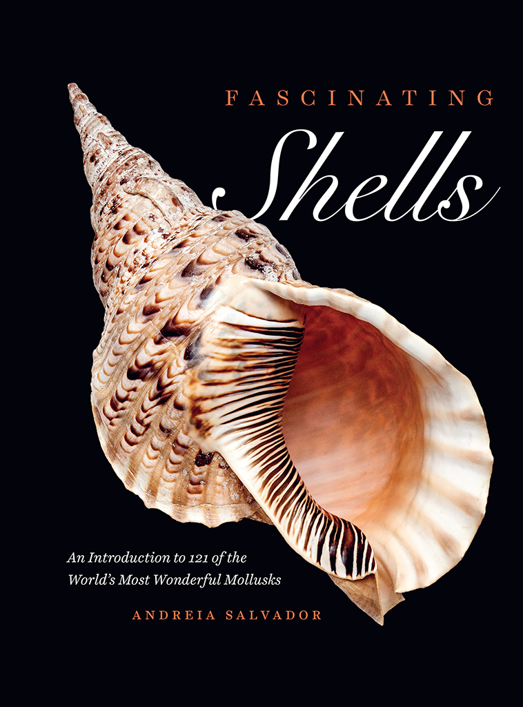 fascinating SHELLS An Introduction to 121 of the Worlds Most Wonderful - photo 1