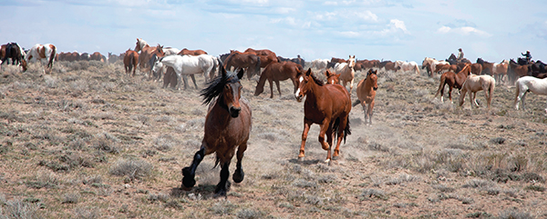 Great American Horse Drive Craig Colorado R IDE T HE W INDS B RIDGER W - photo 4