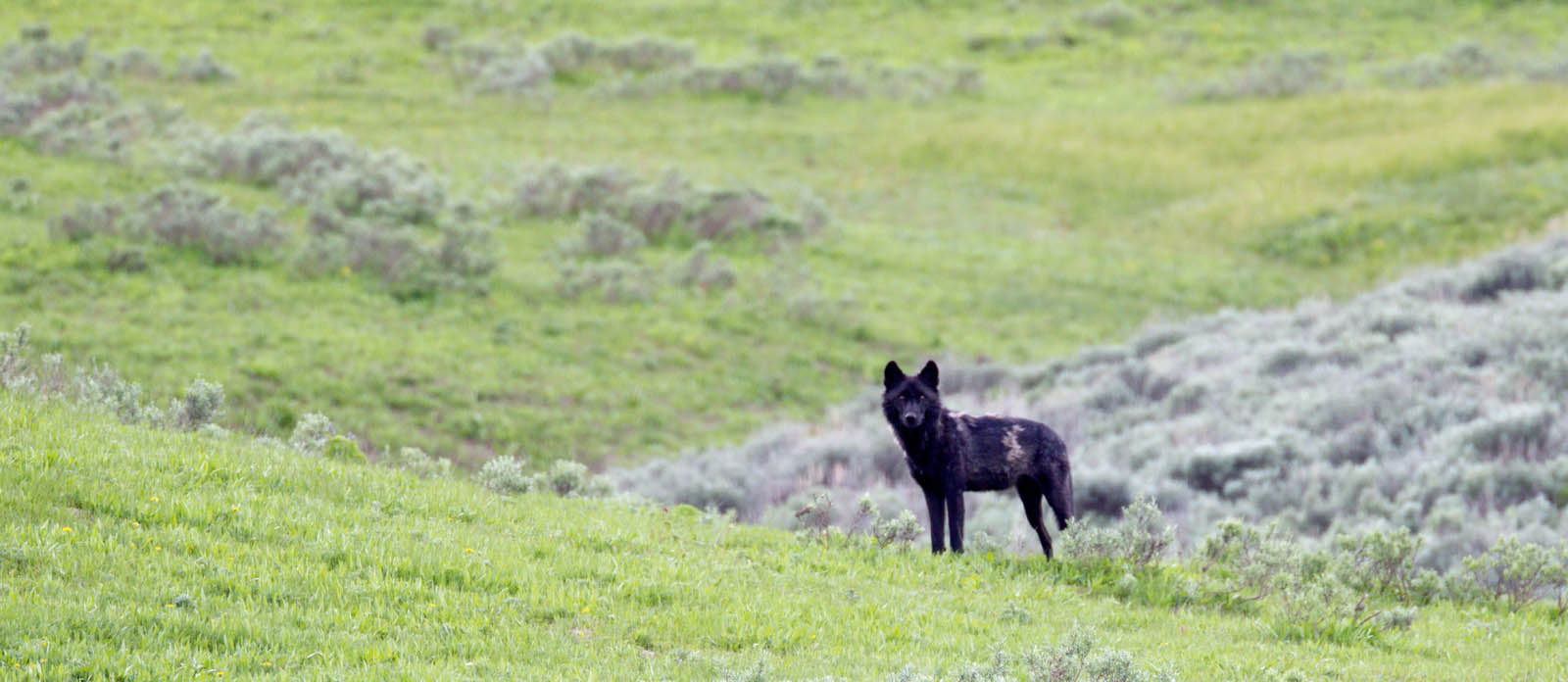 Wolves are sentient beings This book is dedicated to all wolveswho have - photo 3