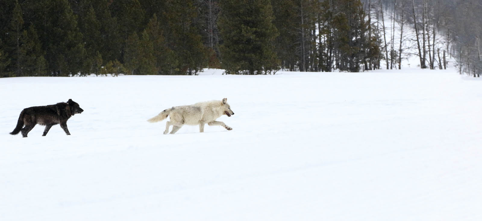 Wolves are sentient beings This book is dedicated to all wolveswho have - photo 5