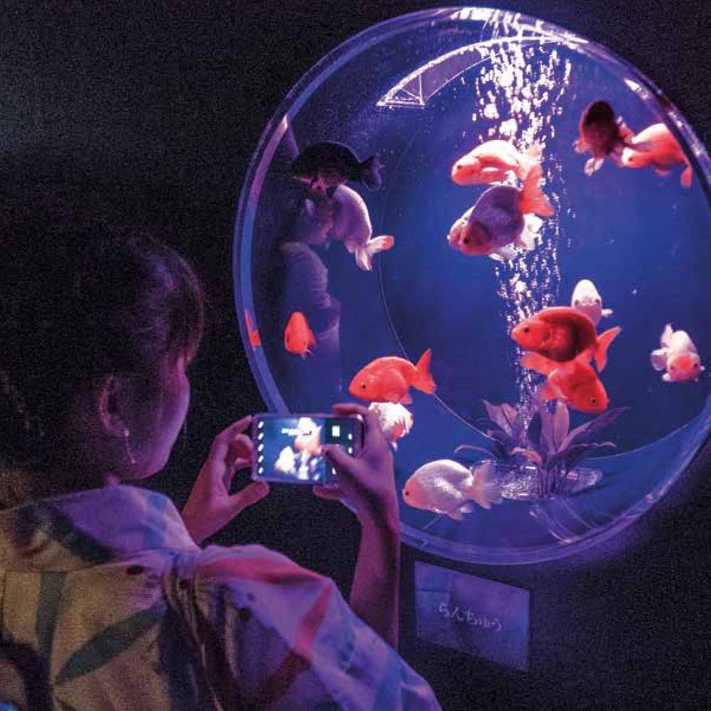 Art Aquarium an annual Nihonbashi event features thousands of goldfish - photo 6