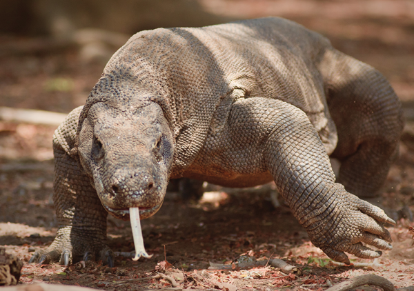 The Komodo dragon is probably the closest living relative to the dragon of - photo 4