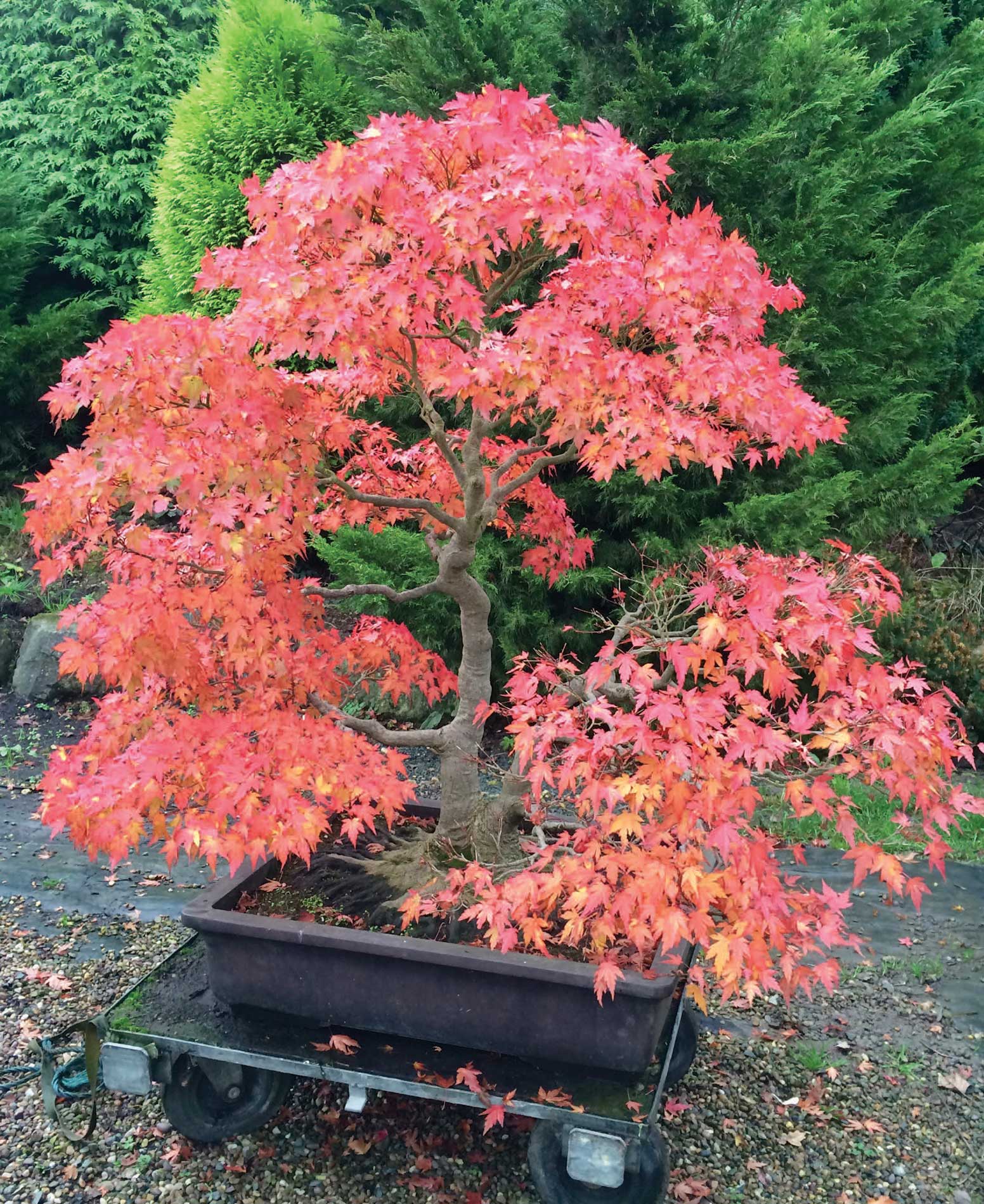 This maple was in my collection for many years and is seen here showing off its - photo 3