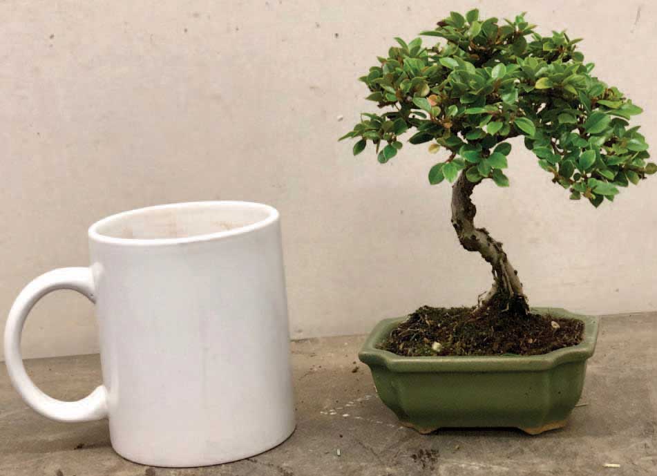 Miniaturizing and growing a tree in a small pot just captures the imagination - photo 6