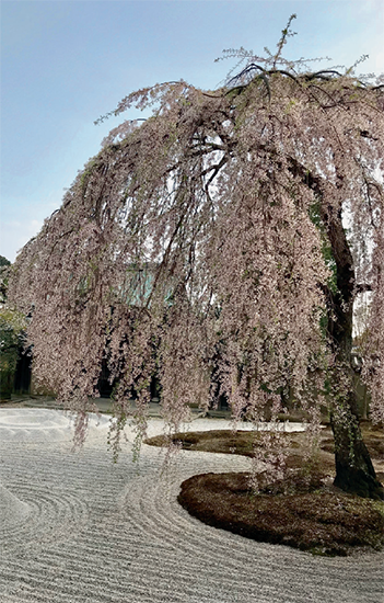 Blooming cherry tree Kodaiji temple Kyoto Japan We begin the book with the - photo 8