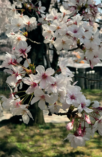 Cherry blossoms in Fukuoka Japan Introduction I want to do to you what - photo 5