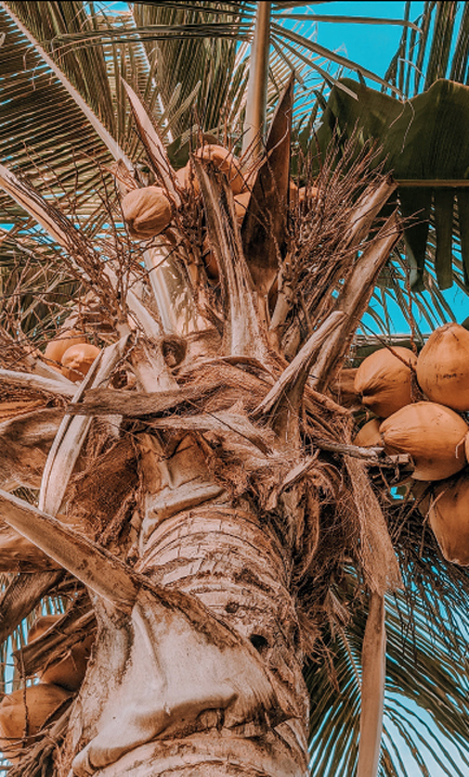 Coconut A Global History - image 3