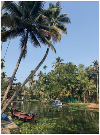 Coconut palms in Kerala India the Land of Coconuts Many American readers may - photo 6