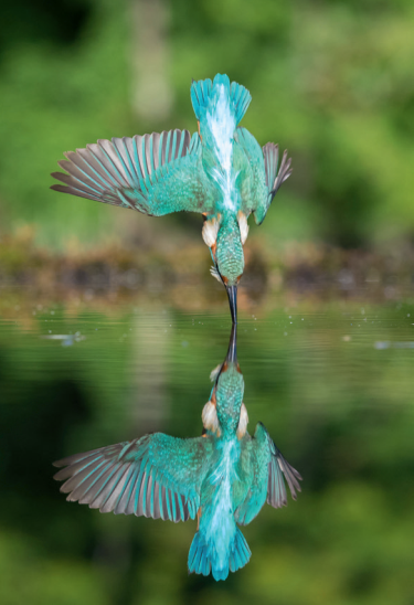 James Leyland has captured the very moment when this common kingfisher Alcedo - photo 4