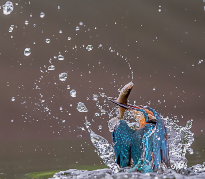 Patience alongside knowing the habits of your local kingfisher can result in - photo 5