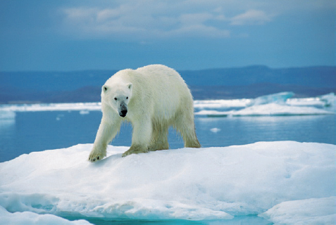 Polar bear on an ice floe in Ukkusiksalik National Park Nunavut Canada - photo 4