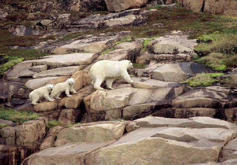 Mother and cubs Ukkusiksalik National Park Nunavut The title of this book - photo 6