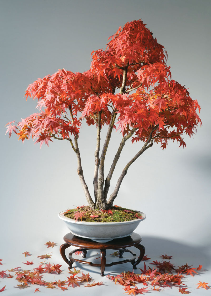 Forest Penjing Enjoy the Miniature Landscape by Growing Care and Appreciation of Chinese Bonsai Trees - image 5