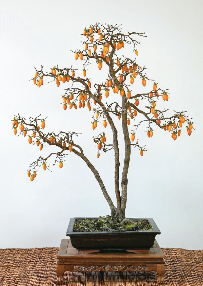 Fig 5 Golden Autumn Tree species diamond-leaf persimmon Tree height 100 cm - photo 7