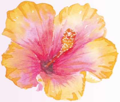 The hibiscus is a tropical flower that comes in many color varieties For this - photo 7