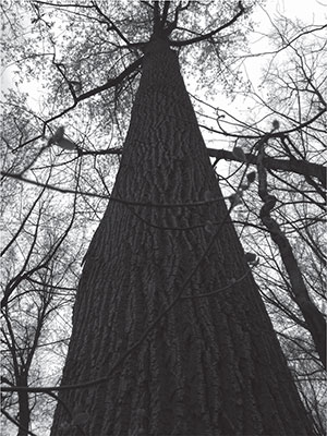 Many of the tulip trees in Alley Pond Parks untouched corner of forest are - photo 4