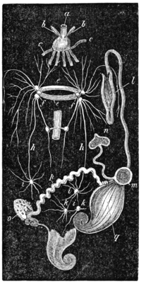 NERVES OF BULLA Behind these are two sympathetic ganglia k k which send - photo 2