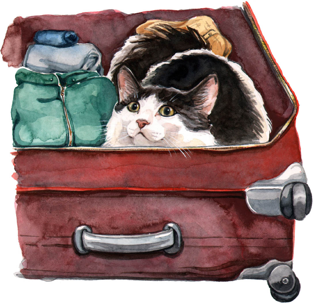 Cats get in your suitcase any time youre packing for a trip They shed mess up - photo 26