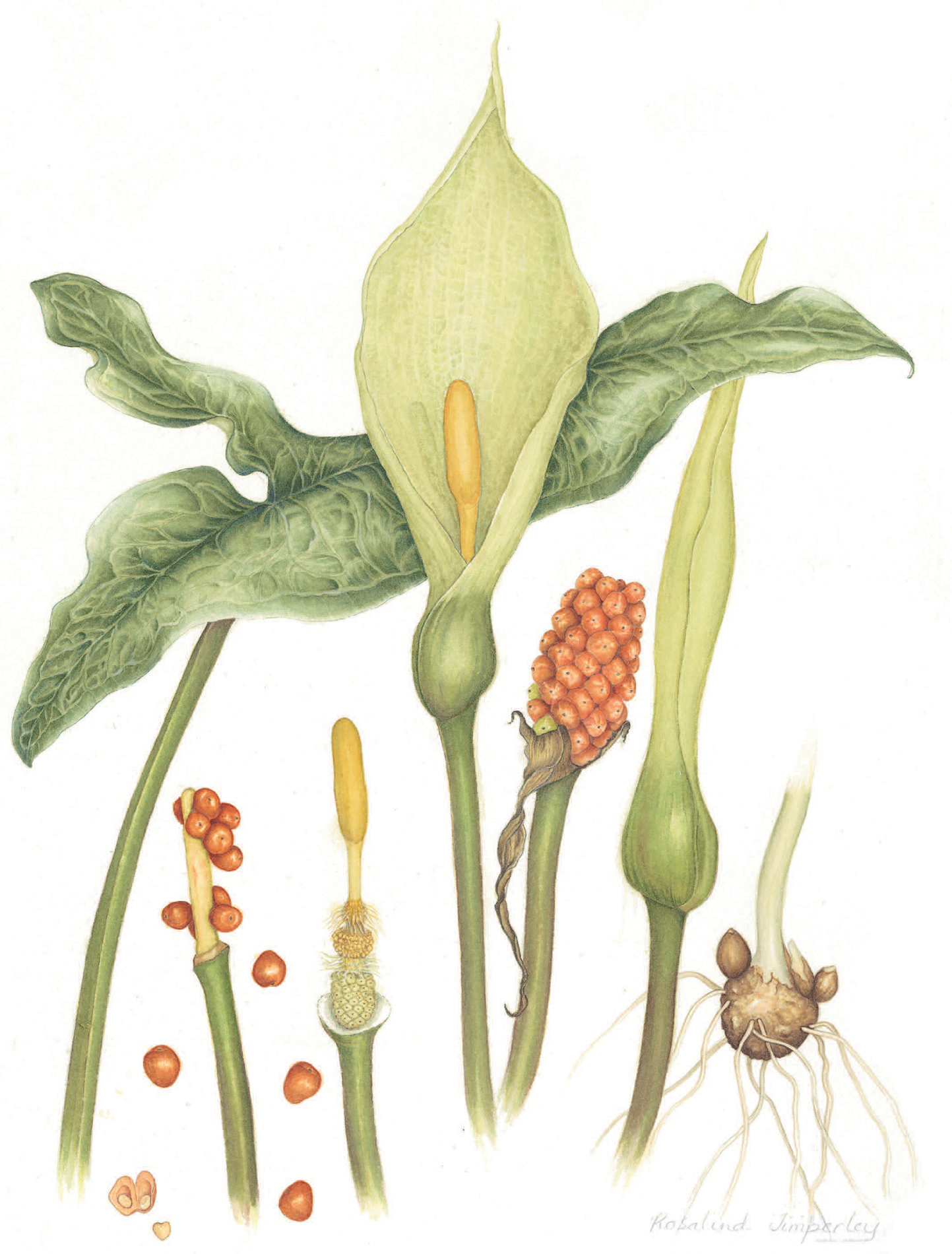 Arum italicum Marmoratum Artist Rosalind Timperley Graphite pencil and - photo 2