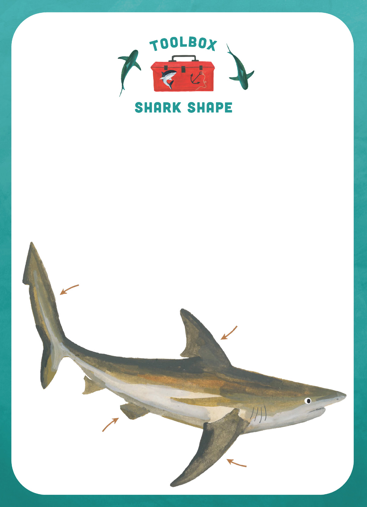 T o o l b o x SHARK SHAPE Most sharks are shaped like long pointy ovals with a - photo 12