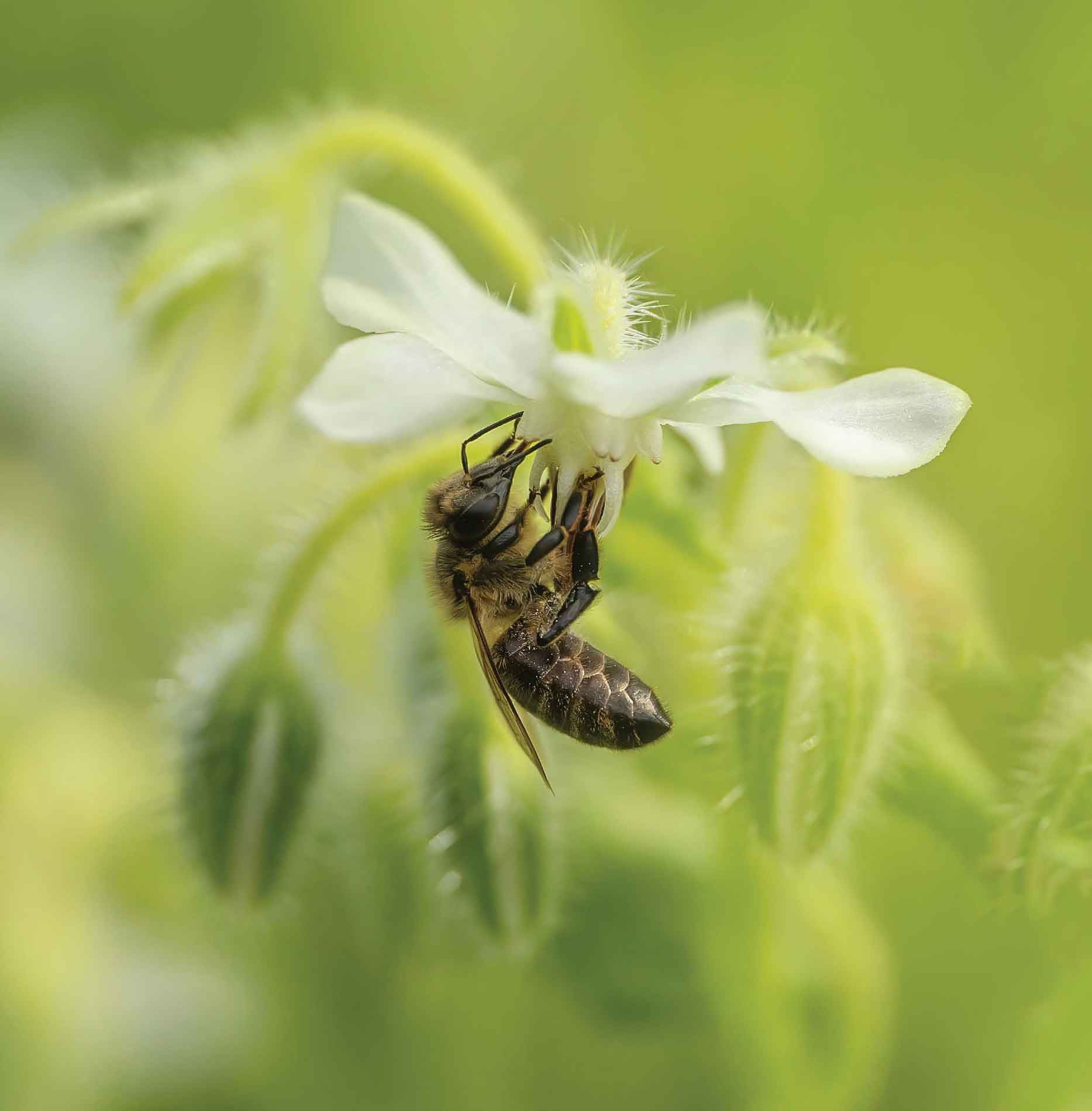 Honeybee on white borage flowers The stillness required to closely observe and - photo 6