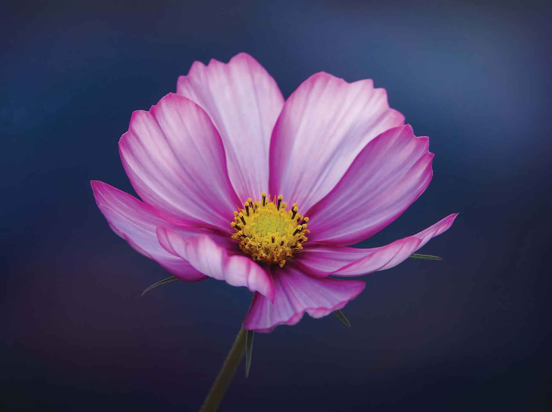 Cosmos bipinnatus in evening light CAMERAS If youre reading this book its - photo 7