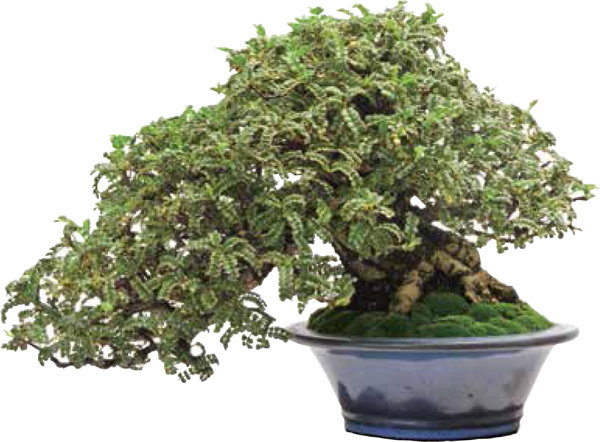 INTRODUCTION Bonsai is a part of Japanese culture that has long been in the - photo 2