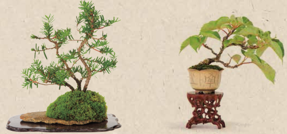 CHAPTER 1 THE BASICS DIFFERENCES BETWEEN BONSAI AND GARDENING Even - photo 4