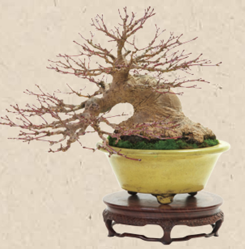 DIFFERENCES BETWEEN BONSAI AND GARDENING Even though the same plant can be - photo 5