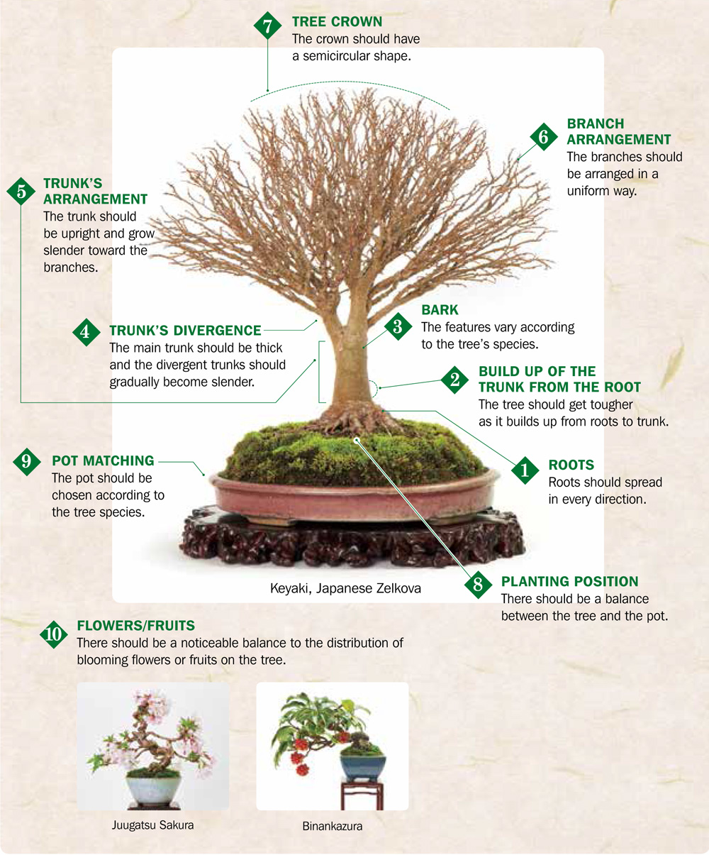 TYPES OF BONSAI Among the types of bonsai other than Shouhaku Zouki - photo 9