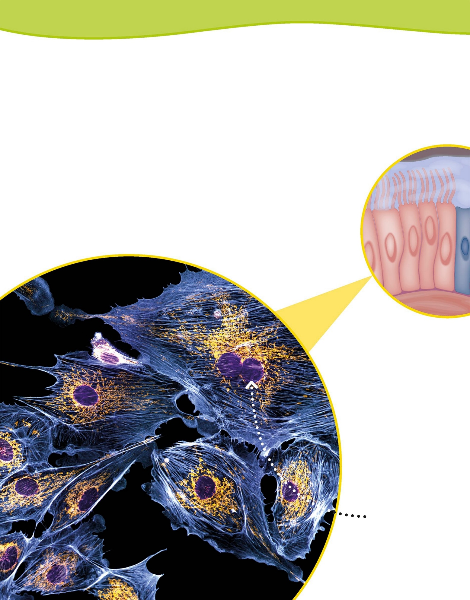 8B ODY BASICS The smallest living building blocks in the body are cells Ther e - photo 9