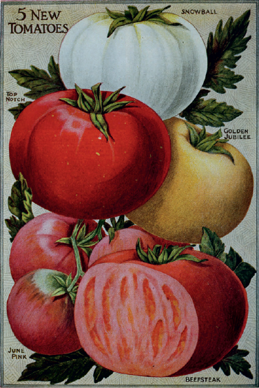 Five new varieties of tomato from a Childs catalogue of 1920 The unusually - photo 7