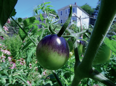 The unusually coloured Indigo Rose tomato a blue tomato cultivar The tomato - photo 8