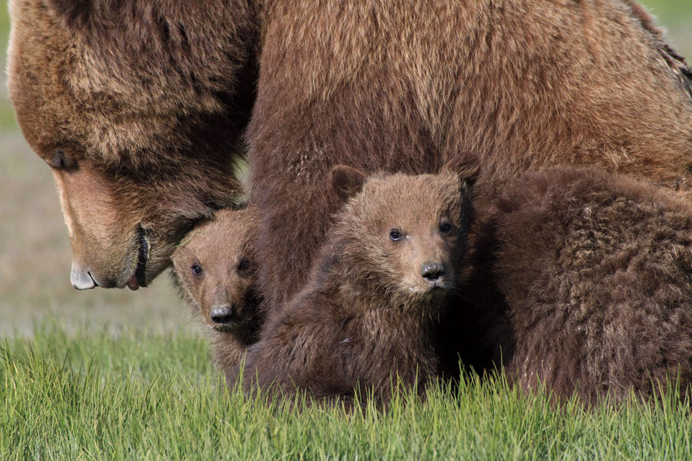 Brown bear family PHOTO RENO SOMMERHALDERCharlie walking PHOTO RYAN - photo 2