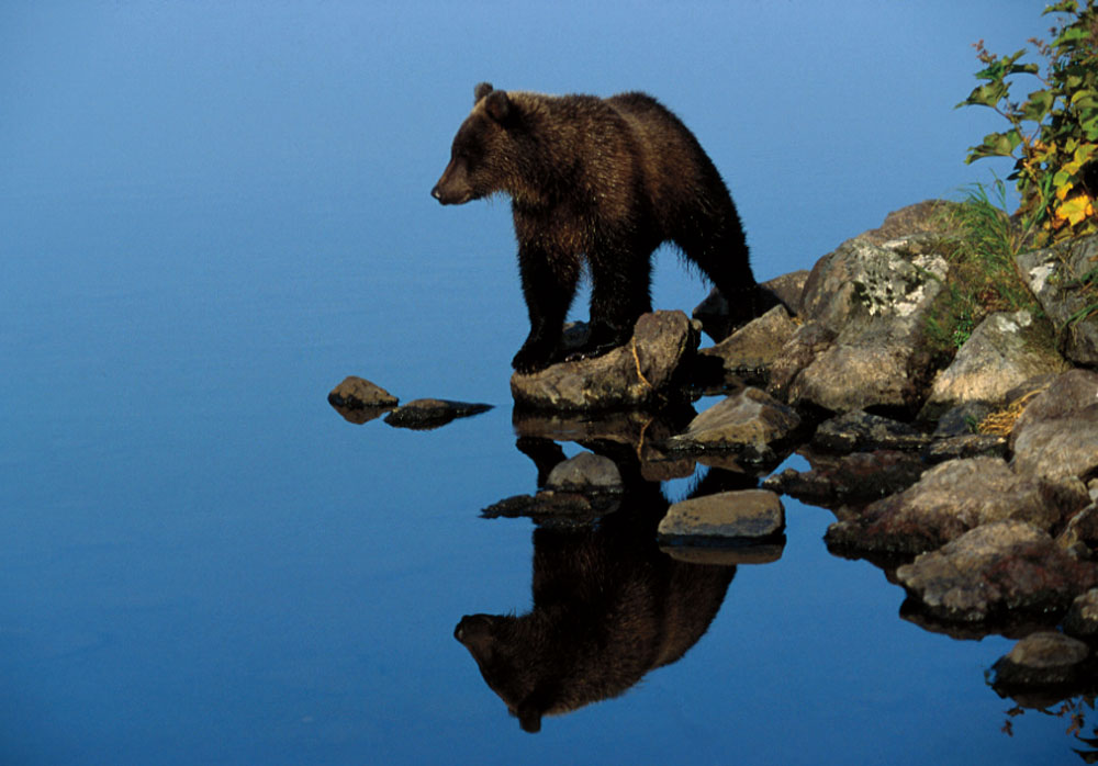 Chico reflecting PHOTO CHARLIE RUSSELLCharlie on walk with cub in spring - photo 21