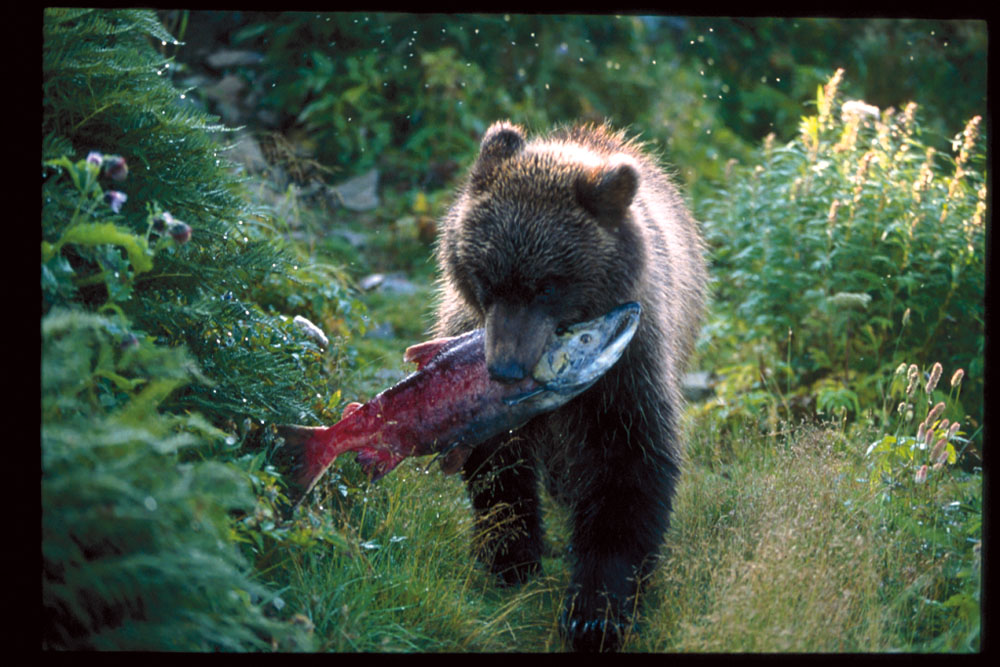 Cub with salmon PHOTO CHARLIE RUSSELLCharlies cabin in storm PHOTO IGOR - photo 27