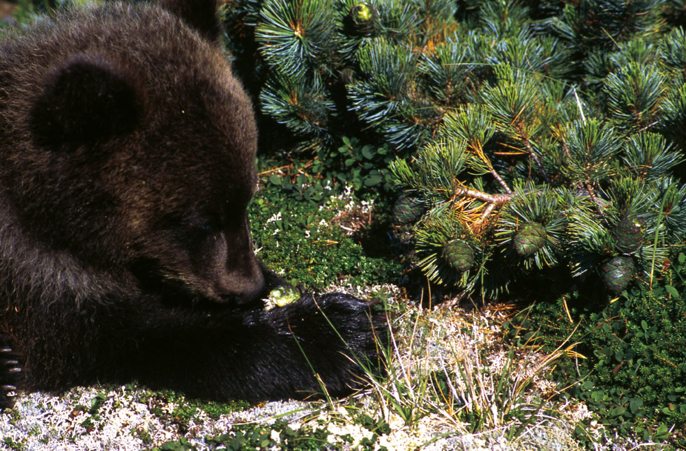 Dwarf pine cones PHOTO RENO SOMMERHALDERCharlie with cub at compound PHOTO - photo 12