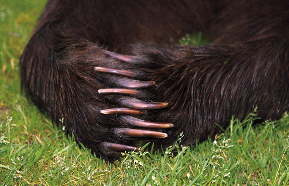 Grizzly jeweller hands PHOTO C and C IMAGERYMother nursing her cubs PHOTO - photo 17