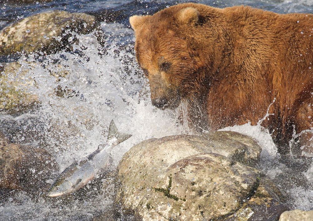 Grizzly with salmon who got away PHOTO RENO SOMMERHALDERCharlie Russell and - photo 6