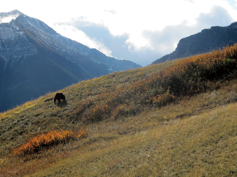 Grizzly near Hawks Nest PHOTO CHARLIE RUSSELLHorseshoe Mountain PHOTO CHARLIE - photo 32