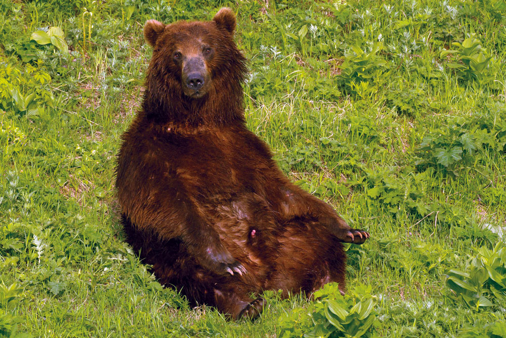 Male brown bear relaxing in Kamchatka PHOTO RENO SOMMERHALDERCharlies cabin in - photo 8