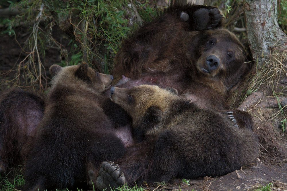 Mother nursing her cubs PHOTO RENO SOMMERHALDERMother bear and cub PHOTO JEFF - photo 18