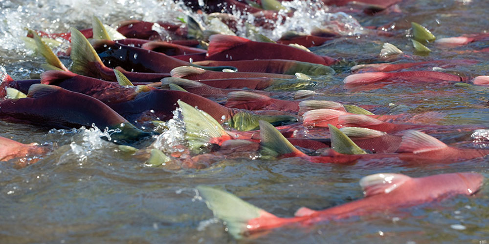 Spawning crimson salmon PHOTO IGOR SHPILENOKKambalnoye cabin being built - photo 14