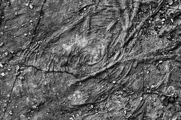 Fig 11 The trace fossil Spirorhaphe ca 20 million years old Spain Photo - photo 1