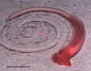 Fig 12 Acorn worm with its trail North Atlantic Scale bar 5 cm Adapted by - photo 2