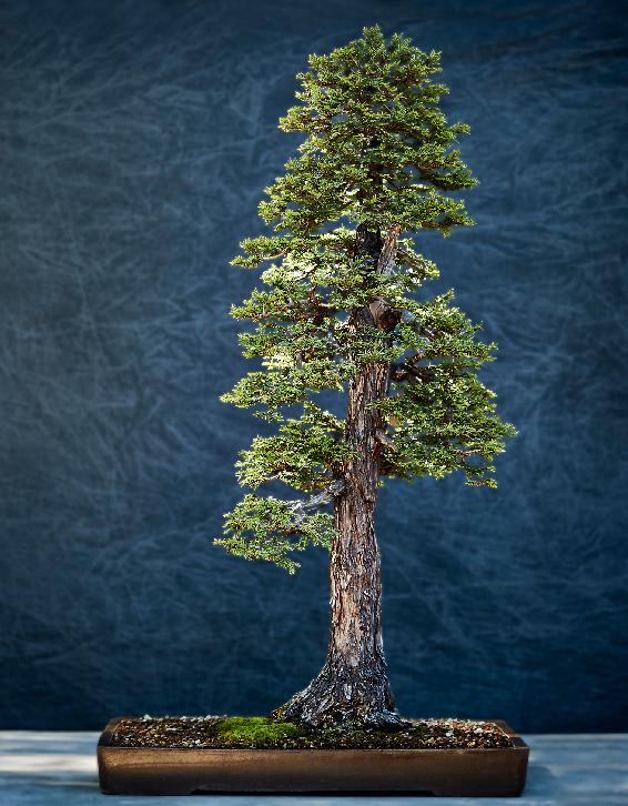 Coast redwood Spruce Japanese maple Bonsai can be styled in many other - photo 6