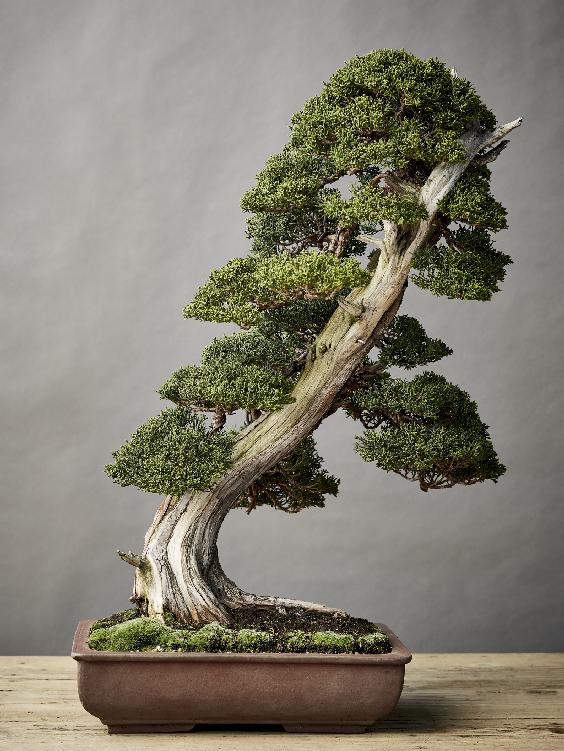 Shimpaku juniper CHAPTER I BONSAI STYLE Japanese black pine Its easy to - photo 2