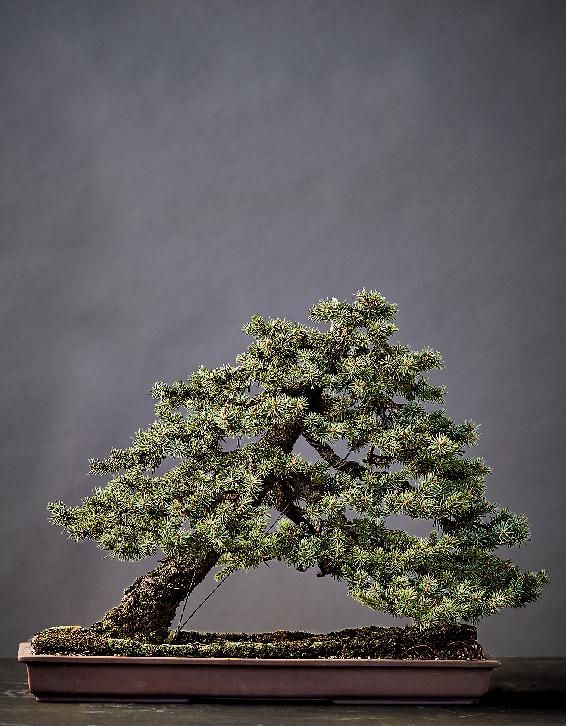 Spruce Japanese maple Bonsai can be styled in many other forms some of which - photo 7