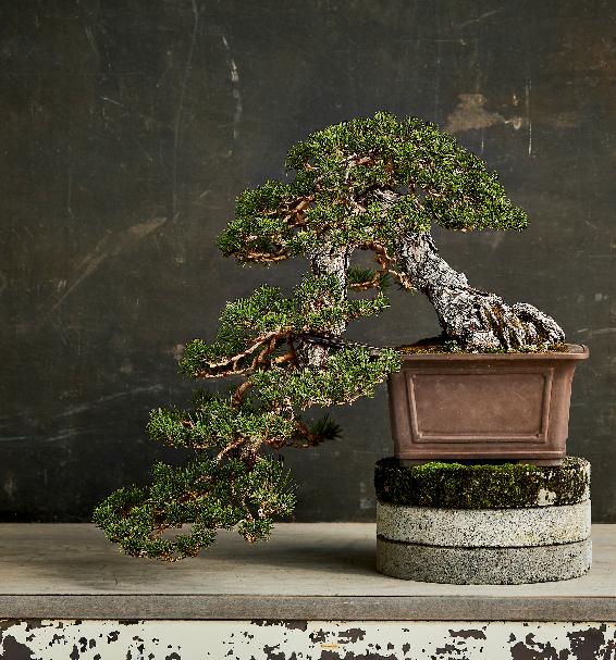 Japanese black pine Its easy to recognize a bonsai when you see one A bonsai - photo 3