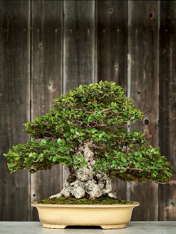 Basic Bonsai Styles Trees with similar characteristics can be grouped into - photo 5